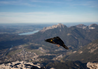 Low angle view of bird flying against sky