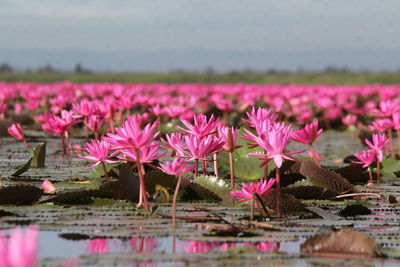 Close-up of pink water lily in lake