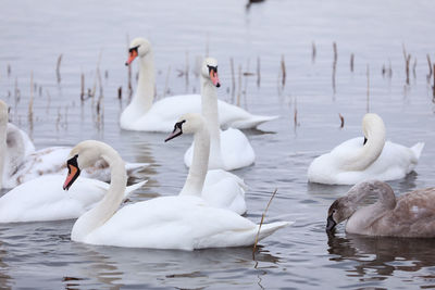 Swans swimming in lake