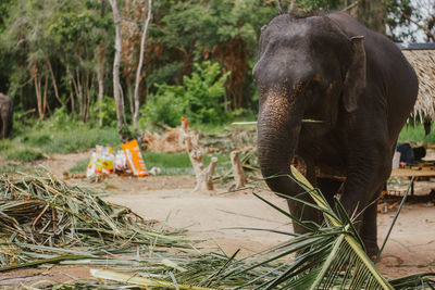 Elephant in a forest