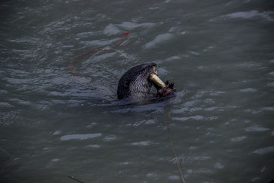 Turtle swimming in lake