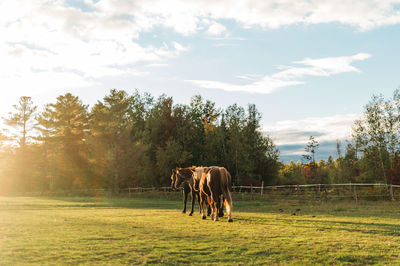 Horses in a field during sunset