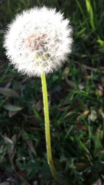 Close-up of dandelion