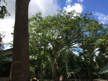 Low angle view of trees against sky