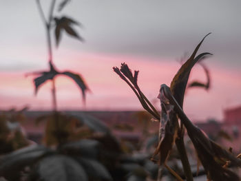 Close-up of pink flowering plant against sky at sunset