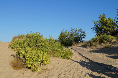 Plants growing on land against clear blue sky