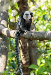 Monkey sitting on tree branch