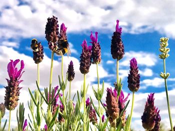 Close-up of purple flowering plants on field against sky