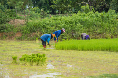 People working on rice paddy