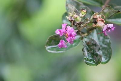 Close-up of pink flowering plant