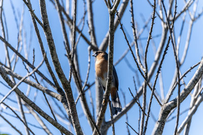 Low angle view of bird perching on branch