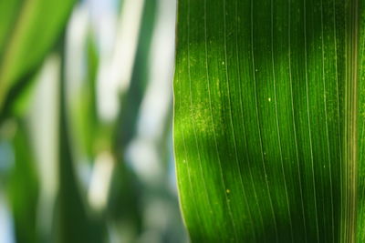 Close-up of green leaf