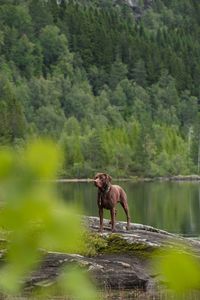 Dog running in lake