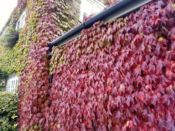 Low angle view of pink flowering tree in greenhouse