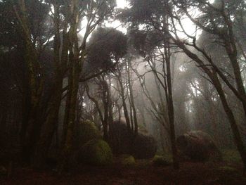 Trees in forest
