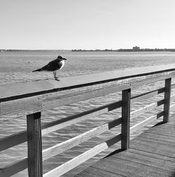 Seagull perching on pier