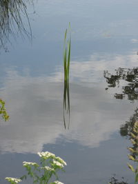 Close-up of plant in lake