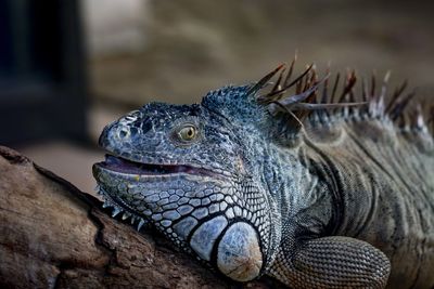 Close-up of a lizard