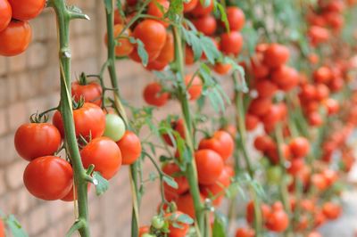 Close-up of tomatoes growing at farm