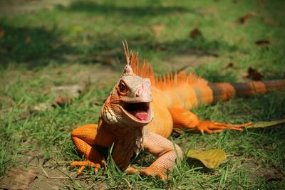 View of lizard on grass