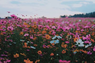 Close-up of pink flowering plants on field