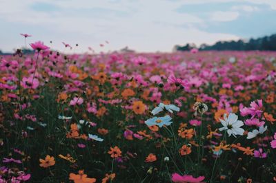 Flowers blooming on field