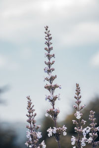 Close-up of flowering plant against sky