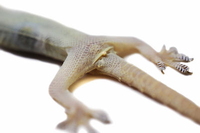 Close-up of lizard on white background