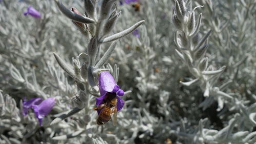 Close-up of bee on purple flower
