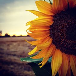 Close-up of sunflower blooming against sky