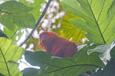 View of monkey on tree branch