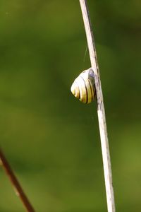 Close-up of plant against blurred background