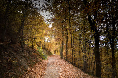 Dirt road amidst trees in forest during autumn