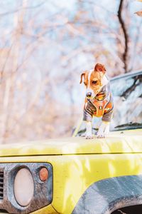 Tsunami the jack russell terrier dog standing on the bonnet of a 4x4 car