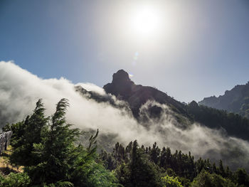 Low angle view of trees in forest against sky