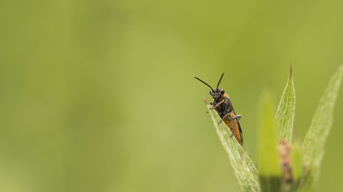 Close-up of insect