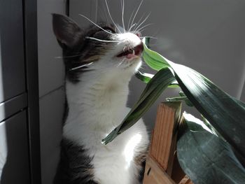 Close-up of cat eating vegetables