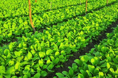 Close-up of plants