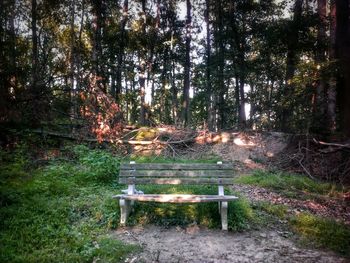 Empty bench in forest