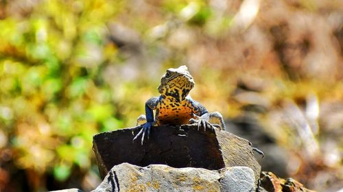 Close-up of butterfly on rock