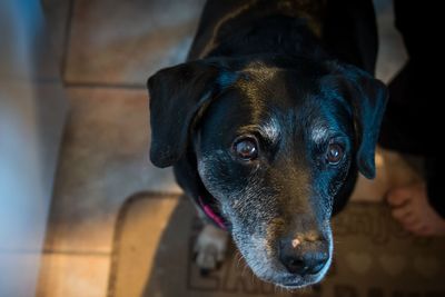 Close-up portrait of black dog at home