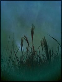 Close-up of grass against sky