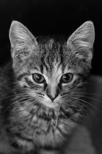 Close-up portrait of a cat