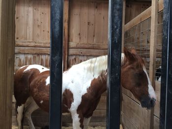 Horse standing in stable