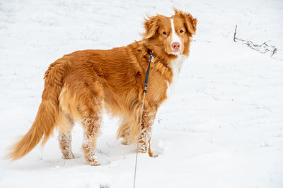 Red dog on leash on snow covered land