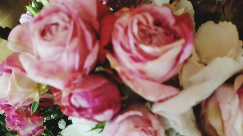 Close-up of pink roses