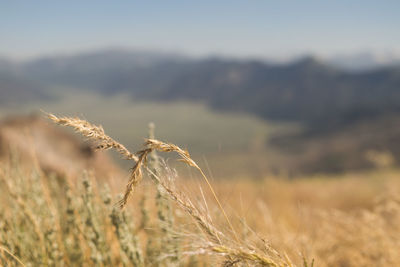 Close-up of plants on field