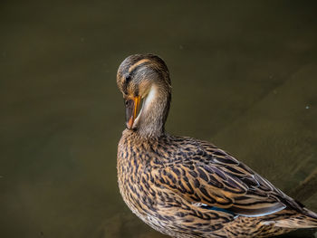 Mrs mallard by the lake