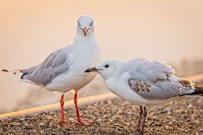 2 seagulls on beach 