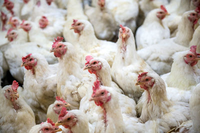 Close-up of chicken in farm